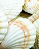 Scallops Large Pack - 1kg