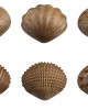 Eco-Friendly Tactile Shells - Pk36